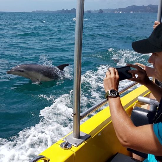 ocean leopard tours cathedral cove boat tour whitianga