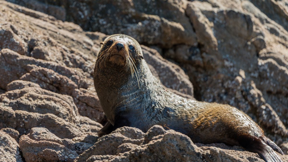 Ocean Leopard - Cathedral Cove Boat Tours