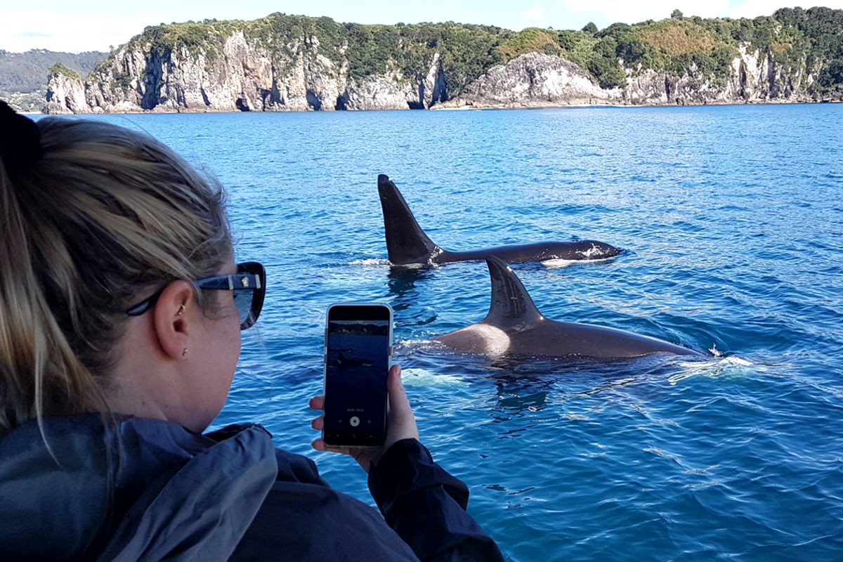 Ocean Leopard - Cathedral Cove Boat Tours